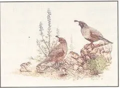 Gambel's Desert Quail Art Print [Poster] Gary Dixon 1