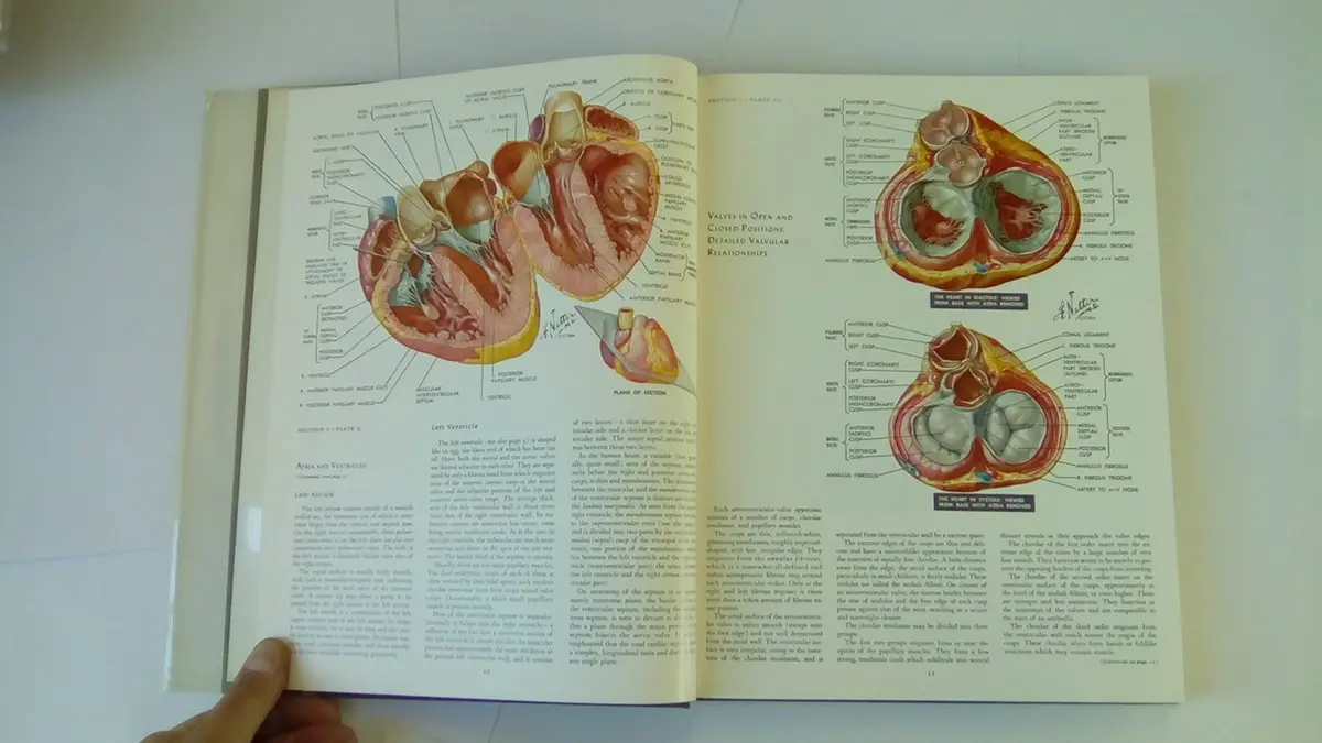 Heart (Ciba Collection Of Medical Illustrations, Volume 5) Netter, Frank H. 2
