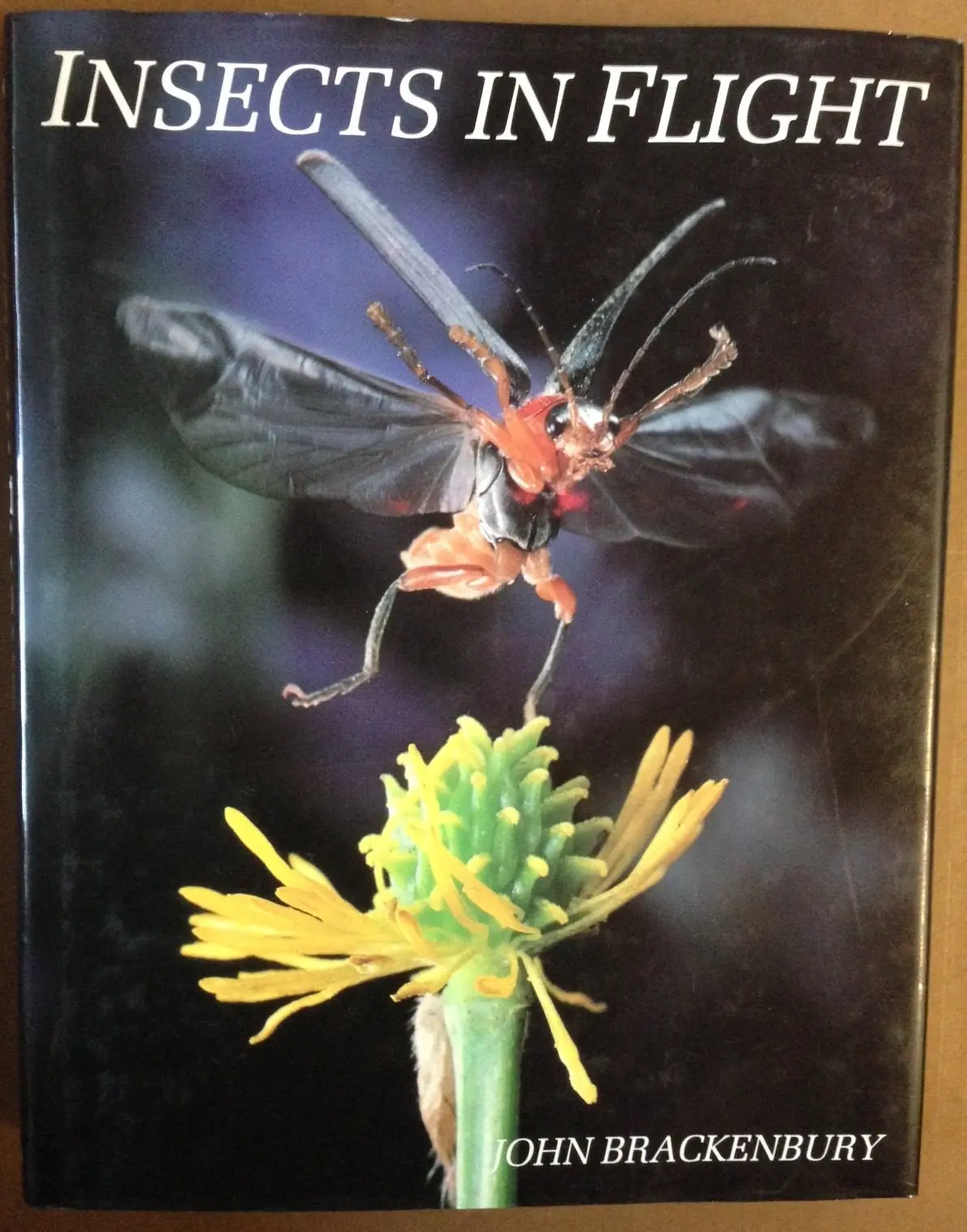 Insects In Flight Brackenbury, John 1