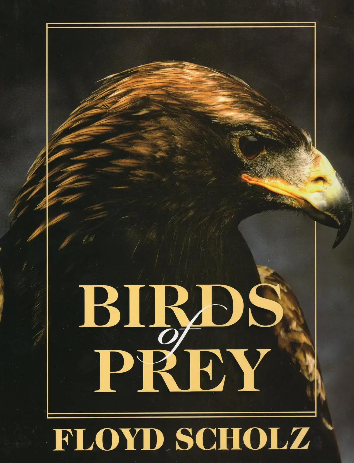Birds Of Prey [Hardcover] Floyd Scholz And Tad Merrick 1