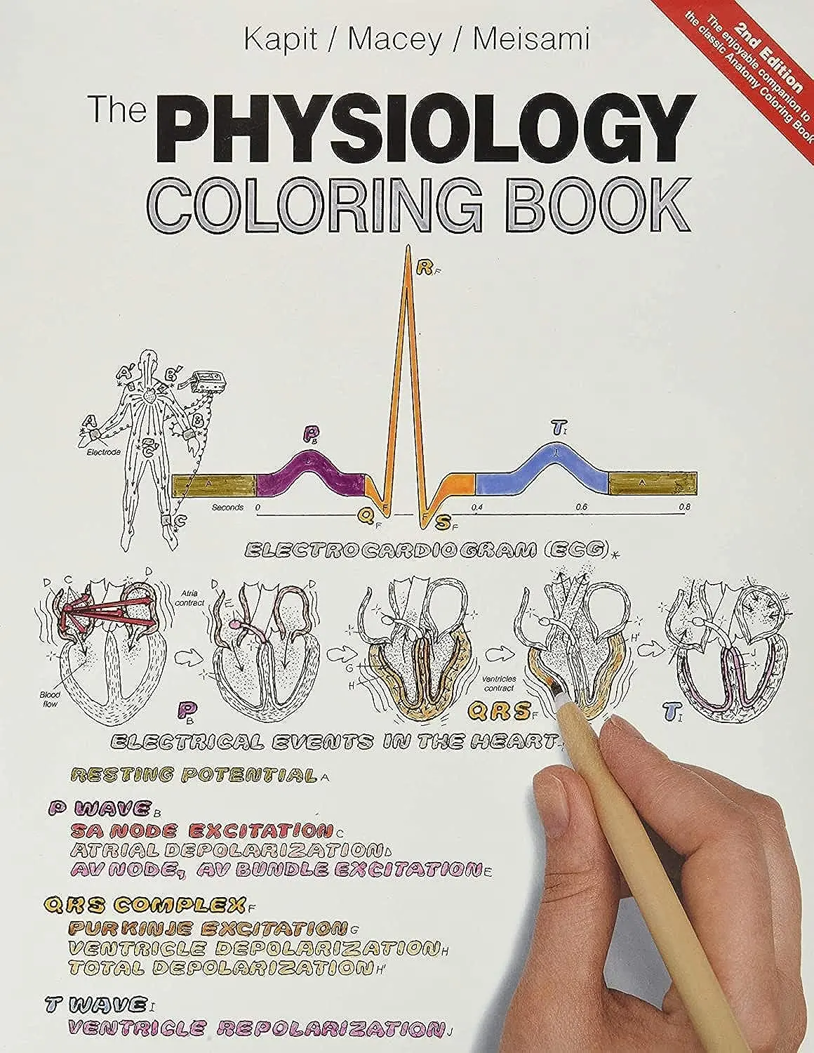 Physiology Coloring Book, The [Paperback] Kapit, Wynn; Macey, Robert And Meisami, Esmail 1