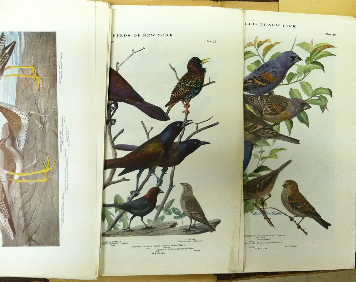 The University Of New York State Museum - Birds Of New York - Eaton 1925 [Unknown Binding] Unknown Author 1