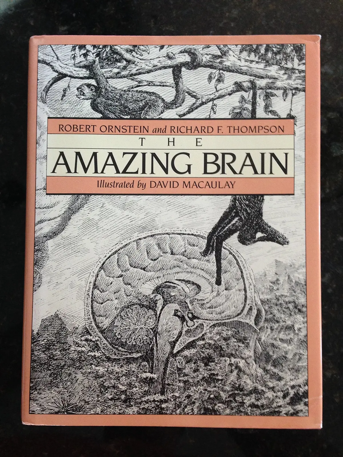 The Amazing Brain Robert E. Ornstein; Richard F. Thompson And David Macauley 1